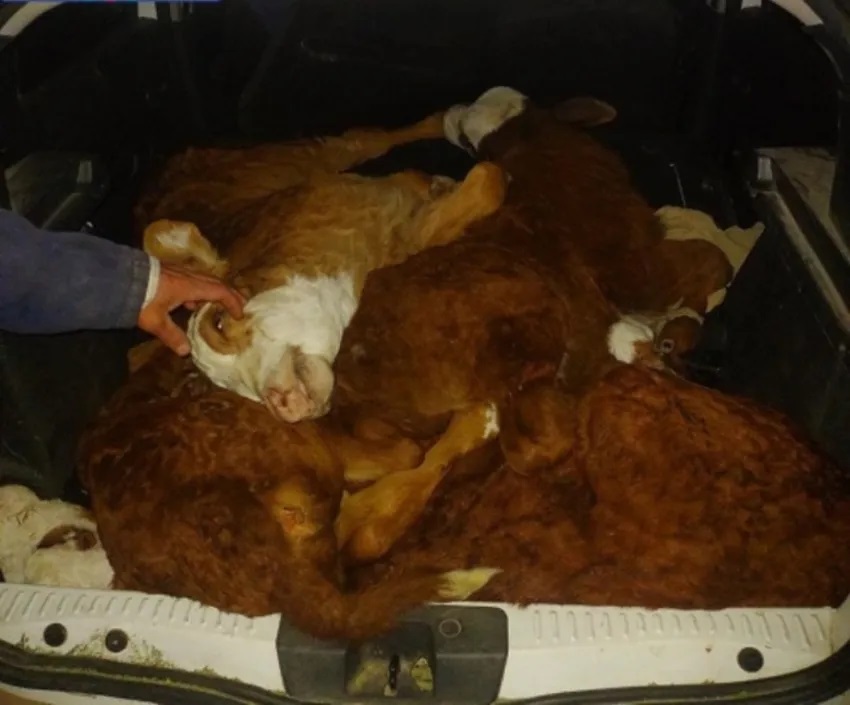 Llevaban cuatro terneros vivos en el baúl de un auto y terminaron detenidos