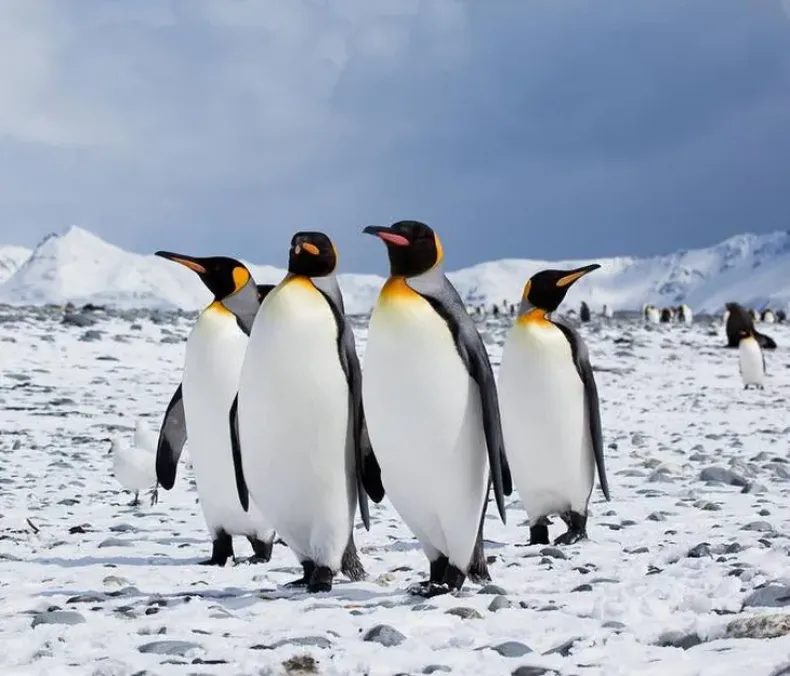 El deshielo en la Antártida podría extinguir a los pingüinos